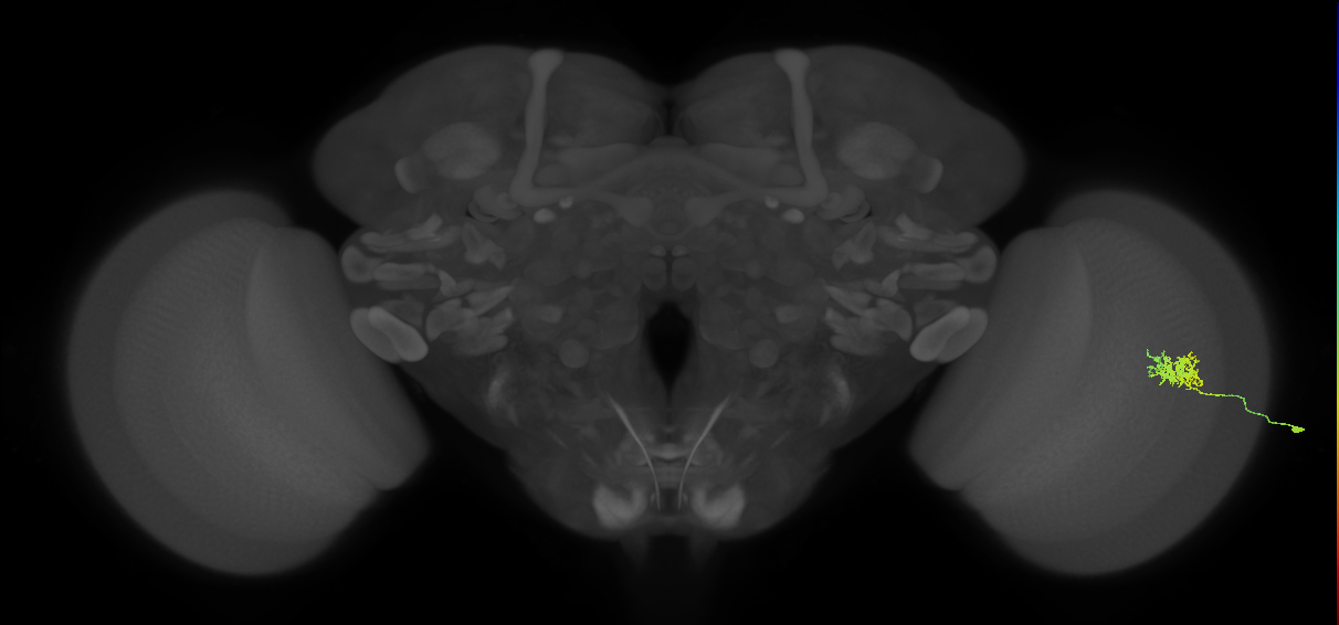 Cm3_R (MaleCNS:71425)