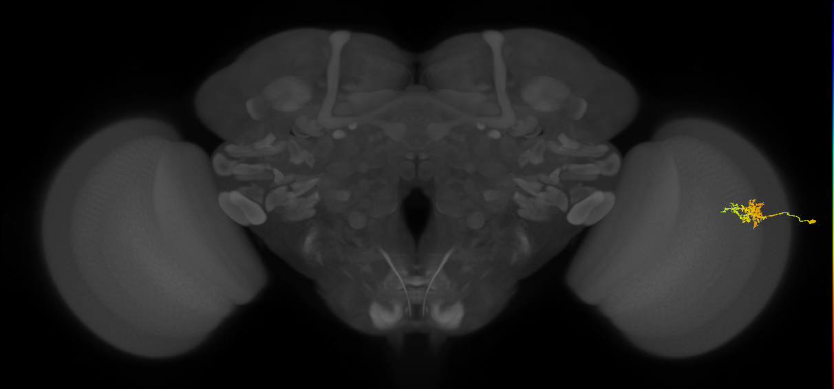 Cm3_R (MaleCNS:68381)