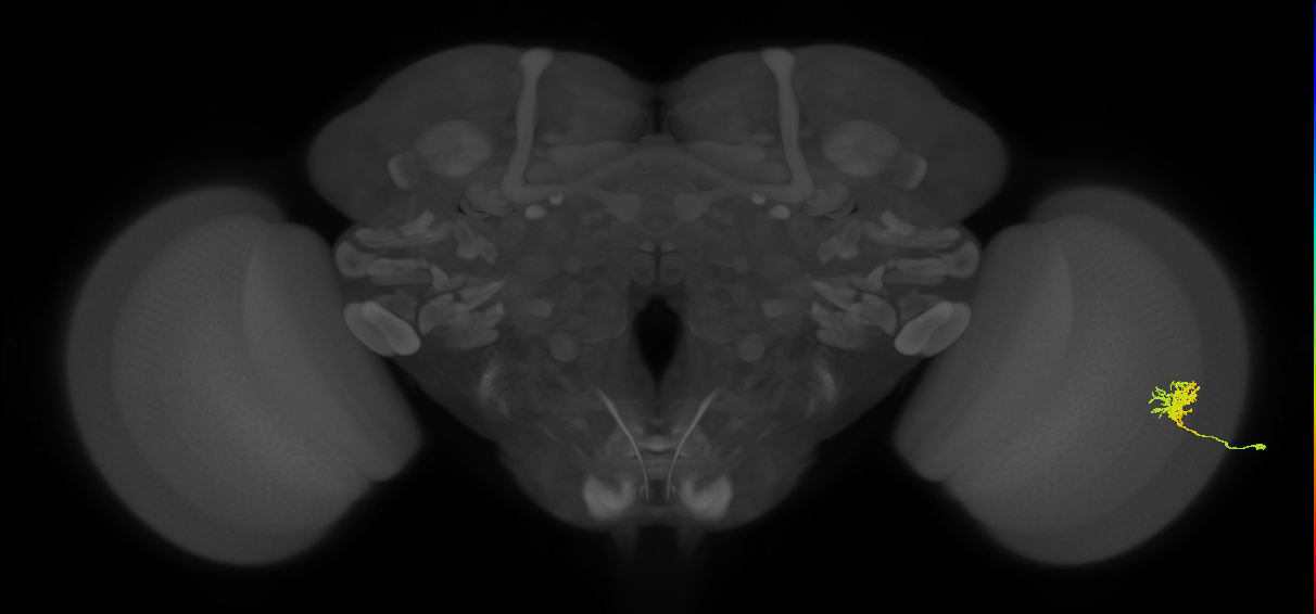 Cm3_R (MaleCNS:65246)