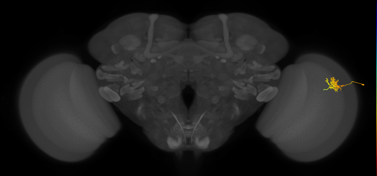 Cm3_R (MaleCNS:71882)