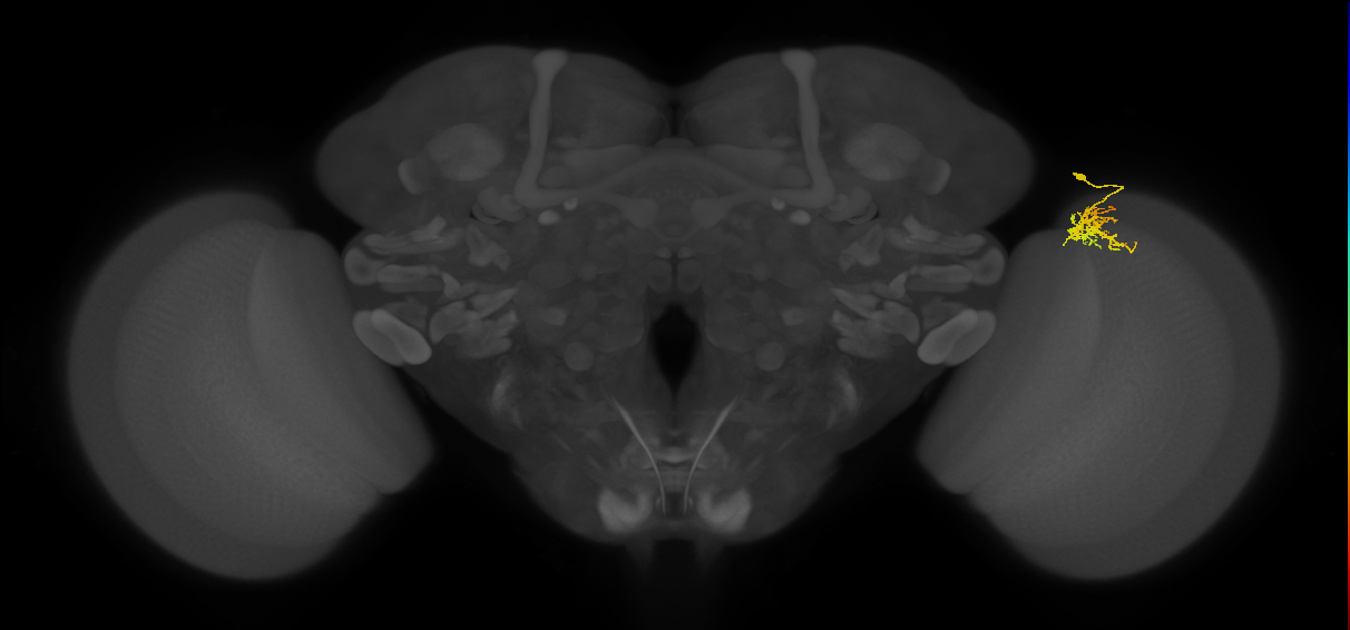 Cm3_R (MaleCNS:82997)