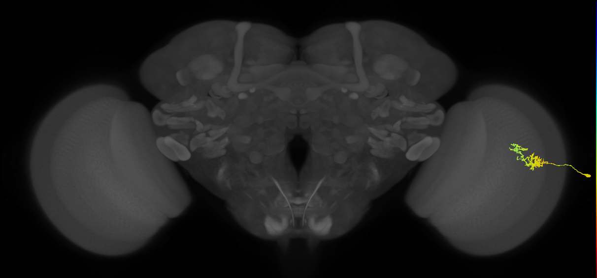 Cm3_R (MaleCNS:59158)