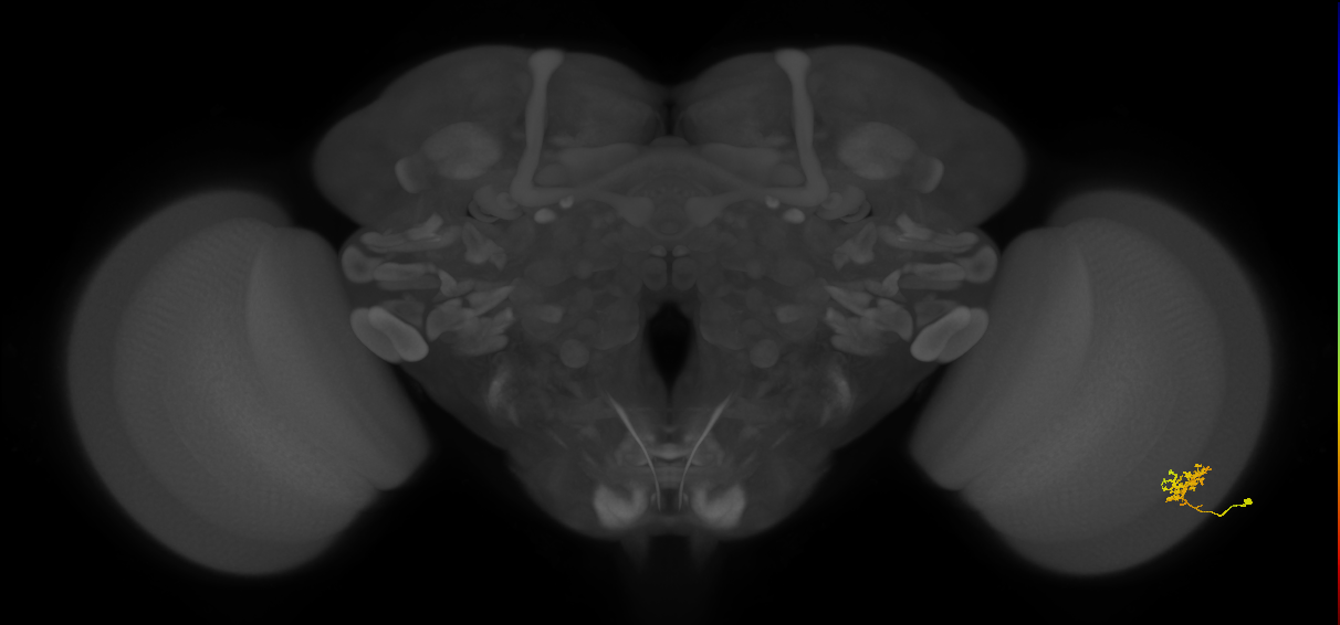 Cm3_R (MaleCNS:80601)