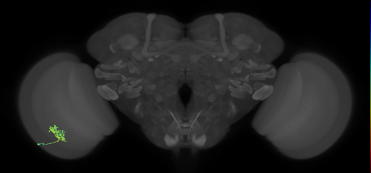 Cm3_L (MaleCNS:539120)