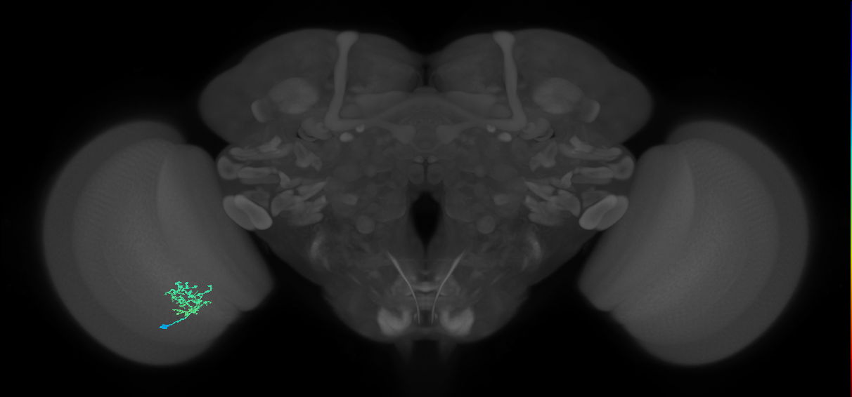 Cm3_L (MaleCNS:549785)