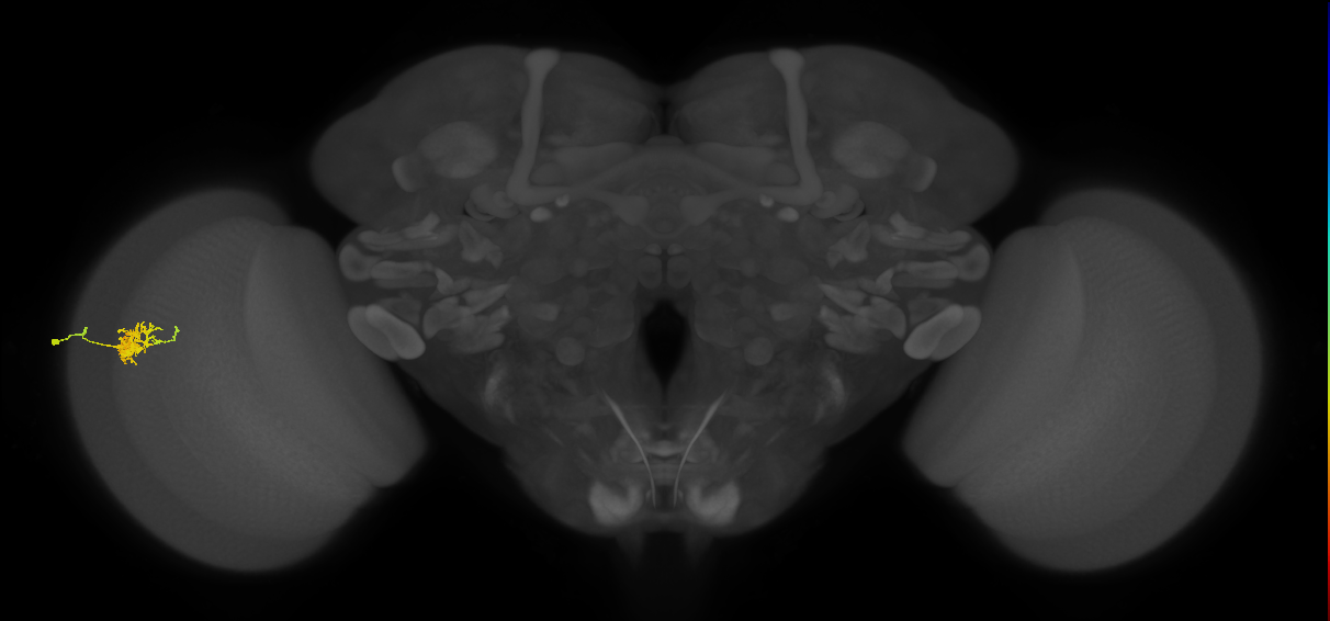 Cm3_L (MaleCNS:542151)