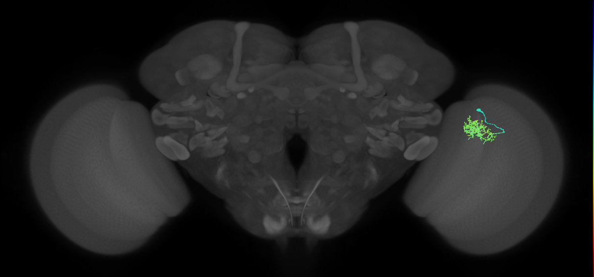 Cm3_R (MaleCNS:82738)