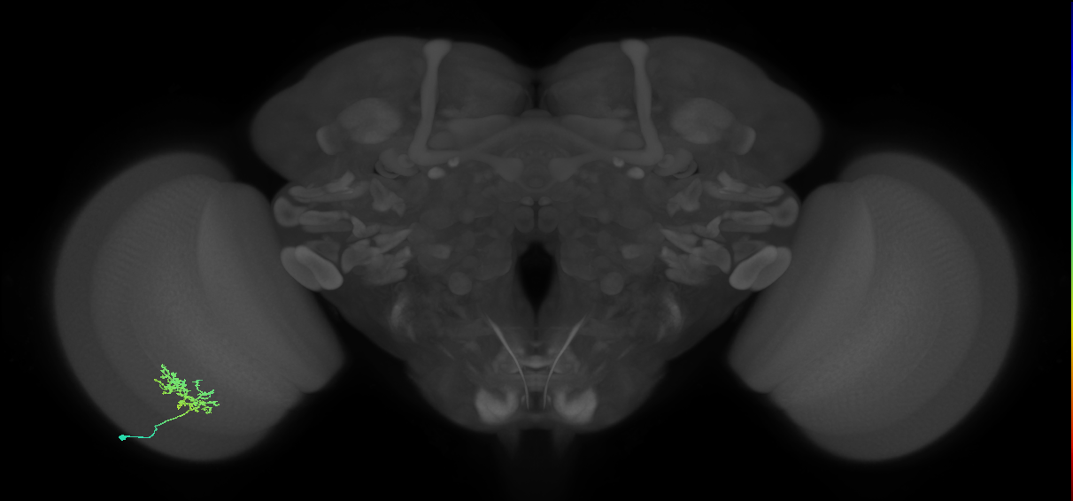 Cm3_L (MaleCNS:68082)