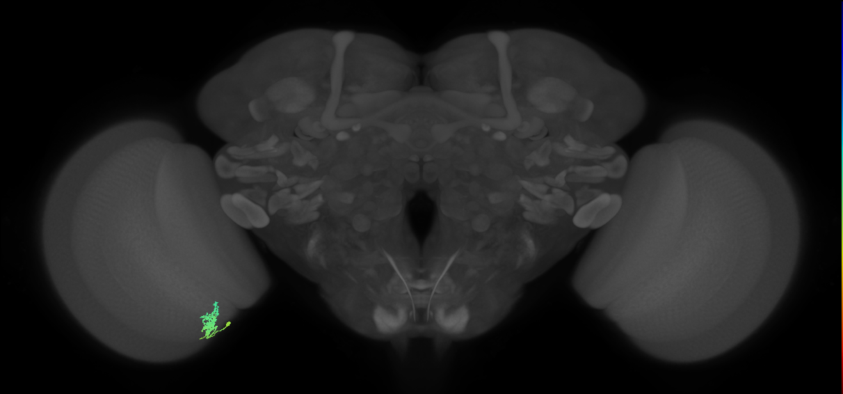 Cm3_L (MaleCNS:541748)