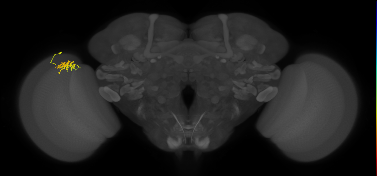 Cm3_L (MaleCNS:73873)