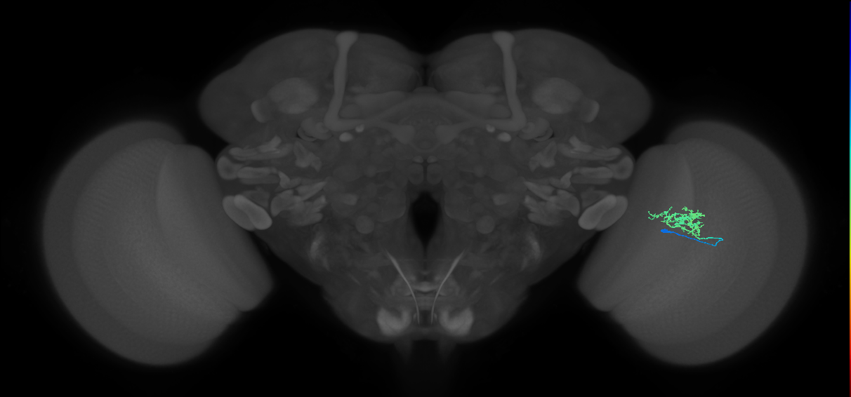 Cm3_R (MaleCNS:76549)