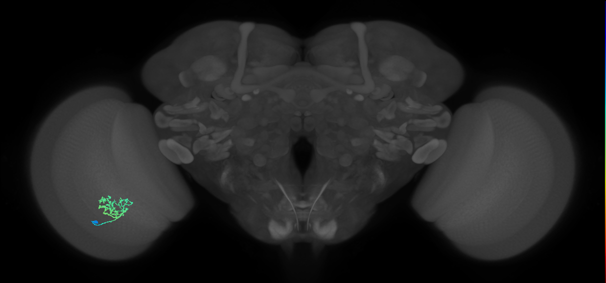 Cm3_L (MaleCNS:536297)