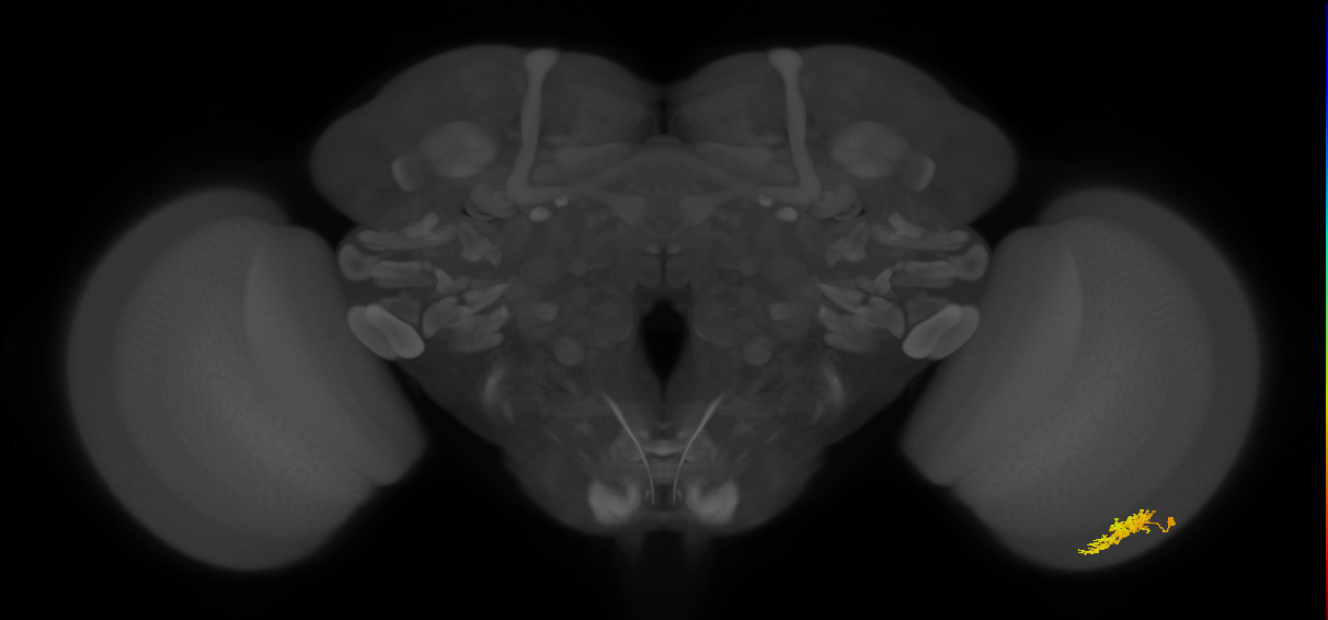 Cm3_R (MaleCNS:69227)