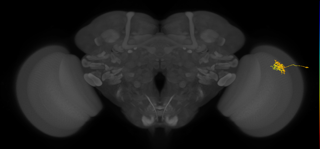 Cm3_R (MaleCNS:68822)