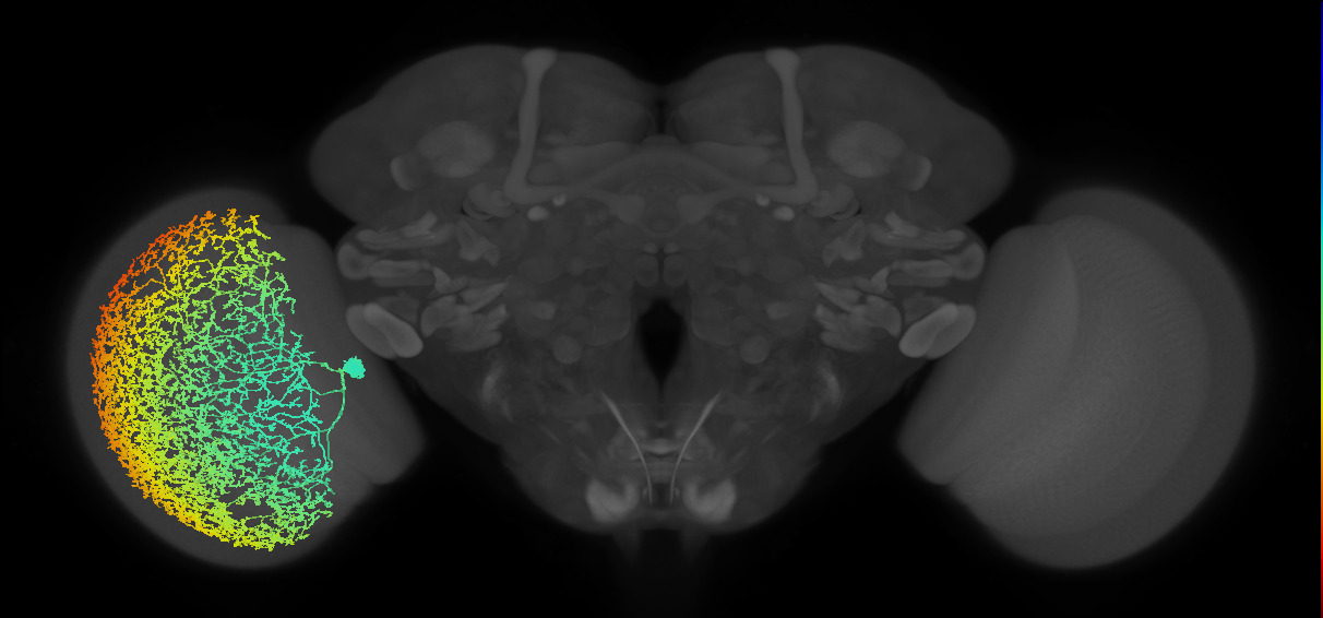 Cm31a_L (MaleCNS:11059)