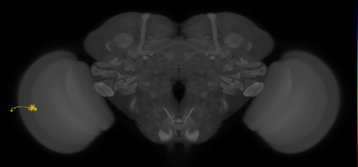 Cm4_L (MaleCNS:129006)