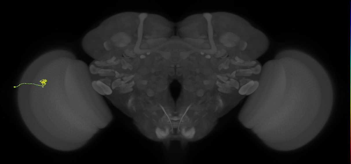 Cm4_L (MaleCNS:199335)