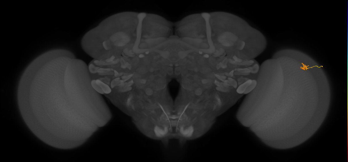 Cm4_R (MaleCNS:151905)