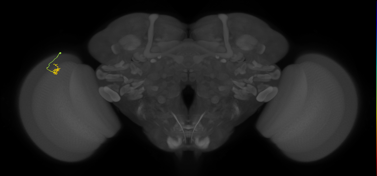 Cm4_L (MaleCNS:149875)