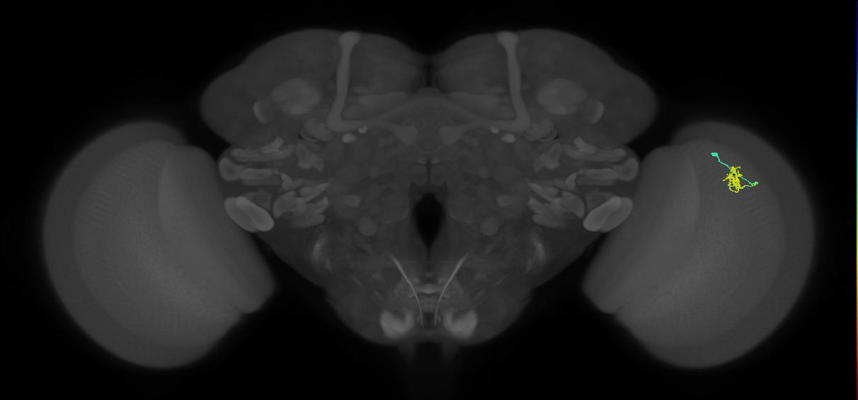 Cm4_R (MaleCNS:136861)