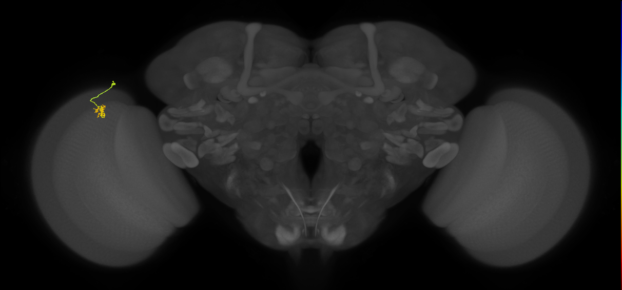 Cm4_L (MaleCNS:156761)
