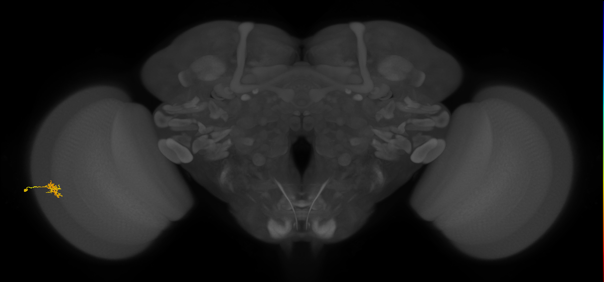 Cm4_L (MaleCNS:123244)