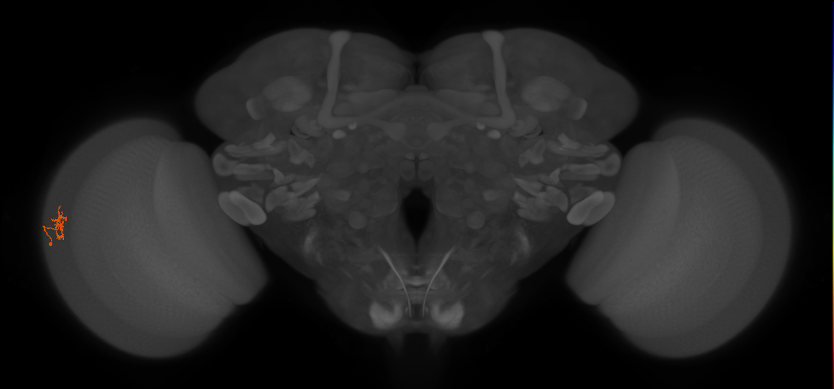 Cm4_L (MaleCNS:200934)