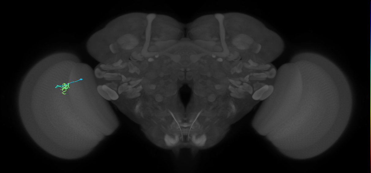 Cm4_L (MaleCNS:514762)