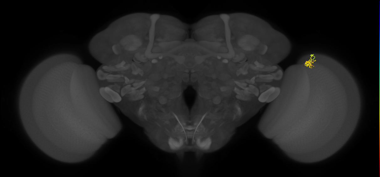 Cm4_R (MaleCNS:150558)