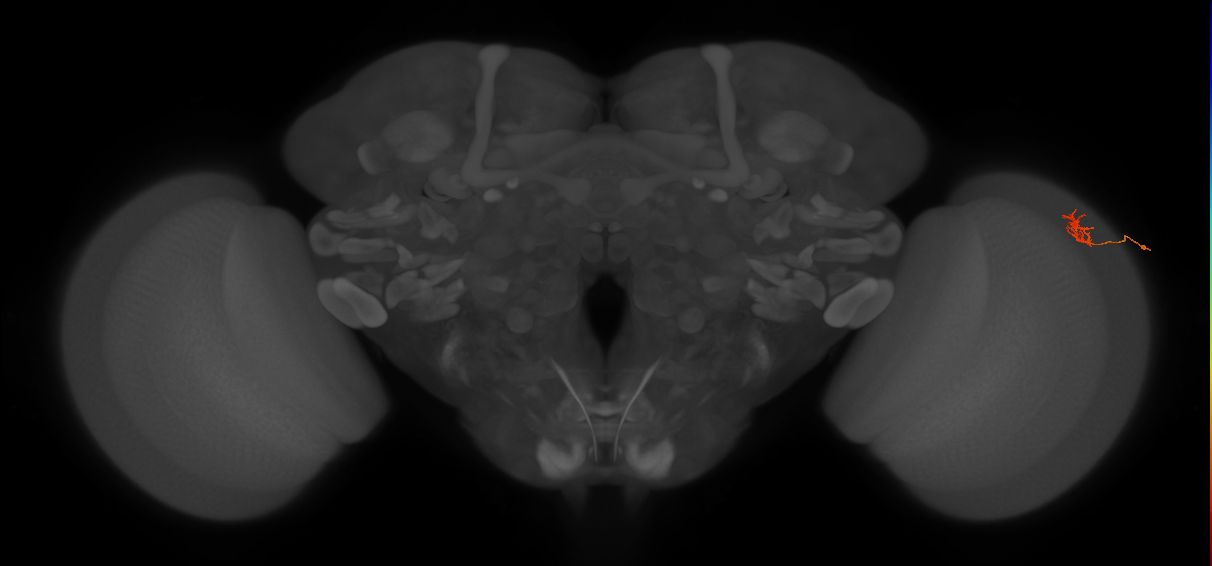 Cm4_R (MaleCNS:144407)