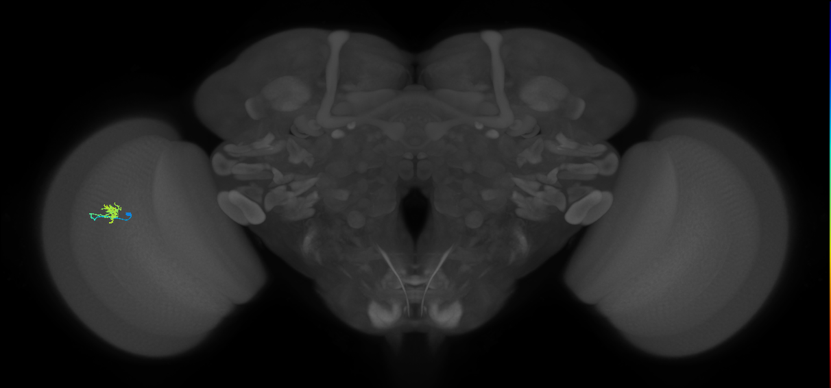 Cm4_L (MaleCNS:187867)