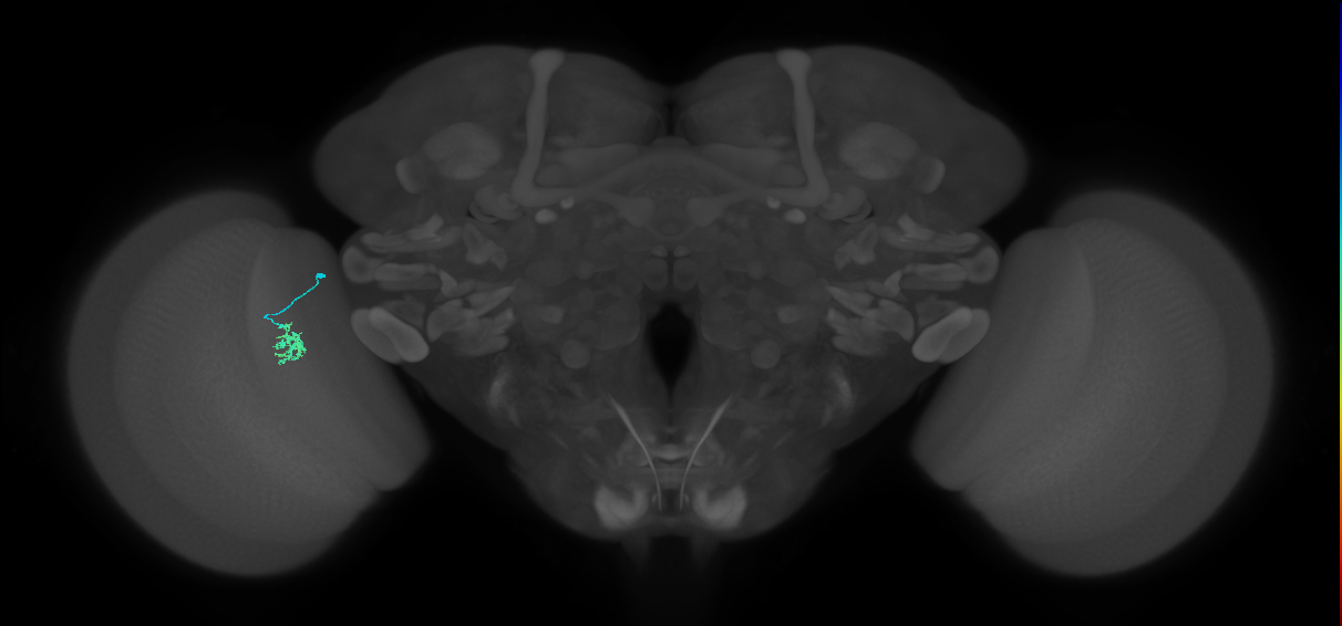 Cm4_L (MaleCNS:200830)