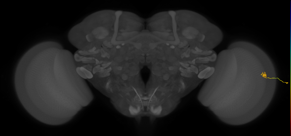 Cm4_R (MaleCNS:192610)