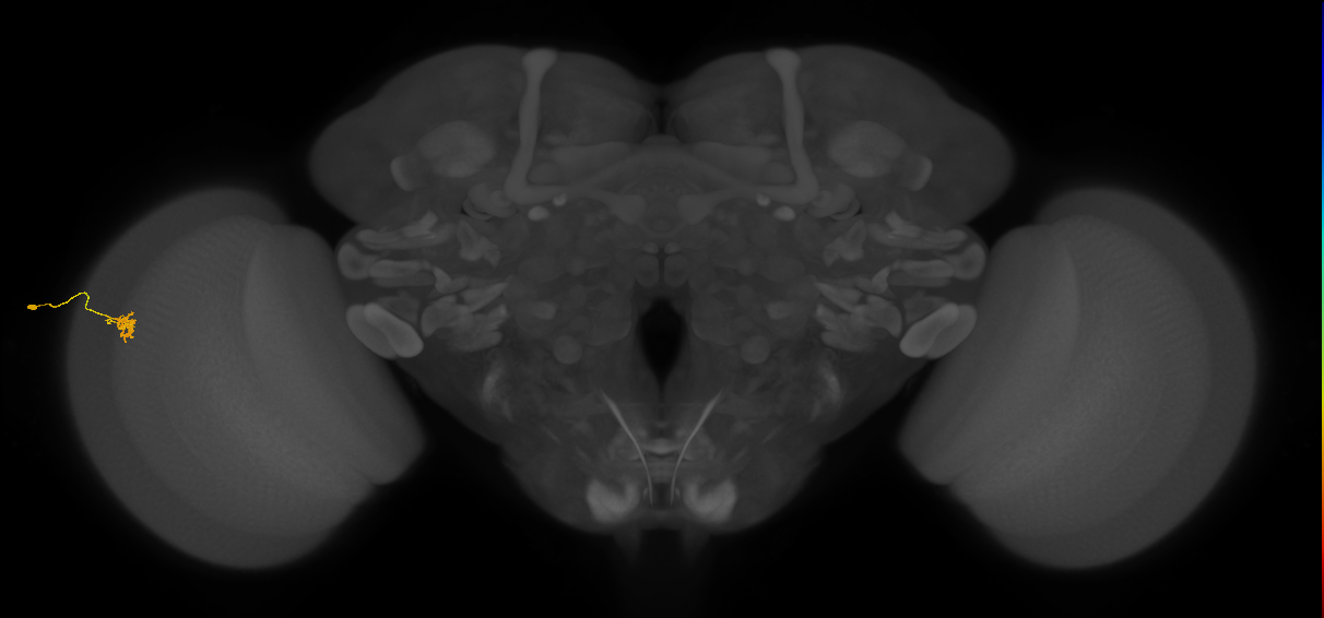 Cm4_L (MaleCNS:155564)