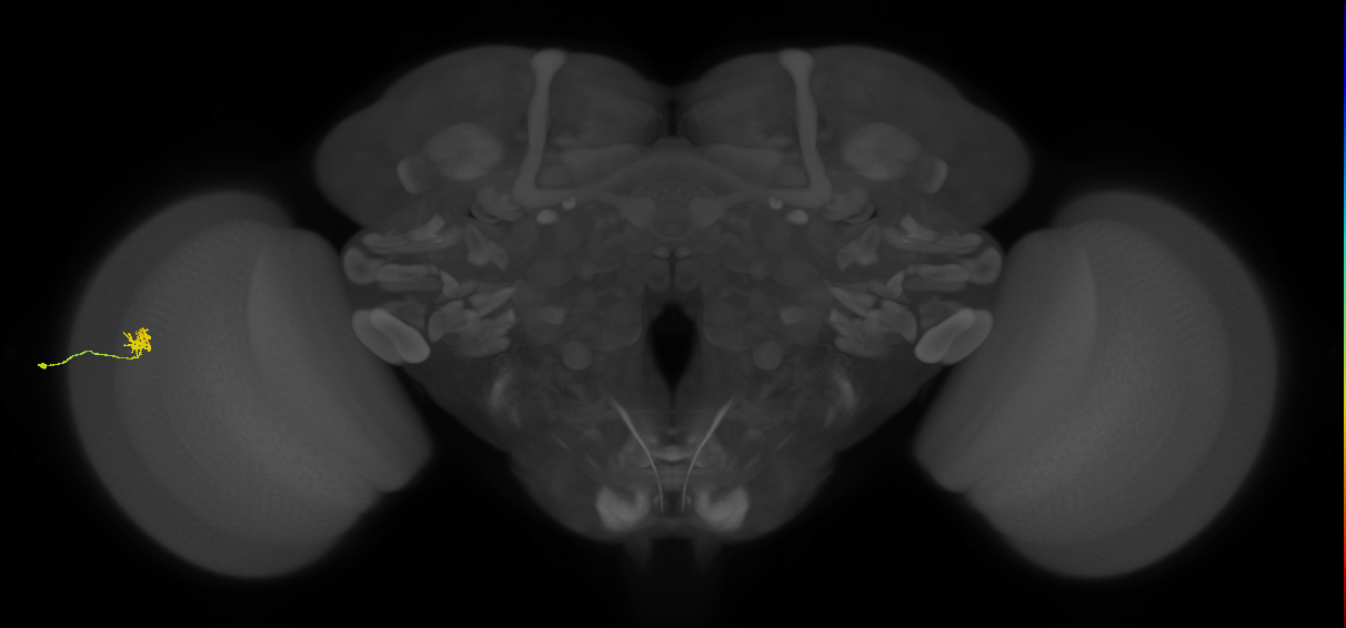 Cm4_L (MaleCNS:191401)