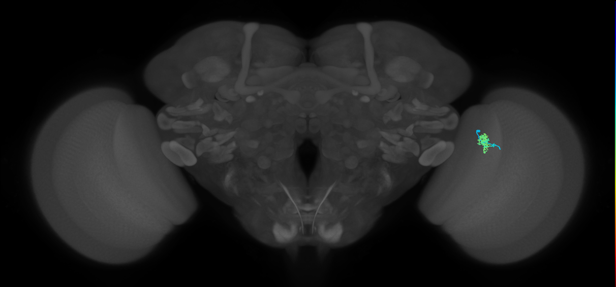 Cm4_R (MaleCNS:533423)