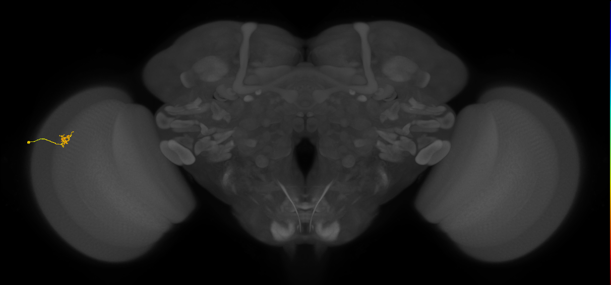 Cm4_L (MaleCNS:141729)