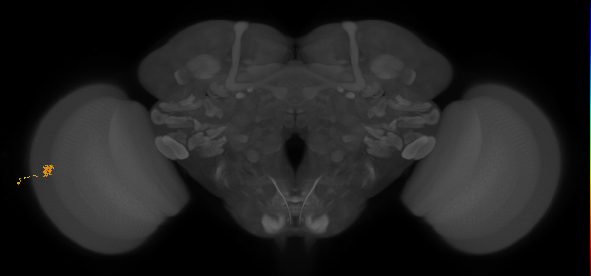Cm4_L (MaleCNS:134665)