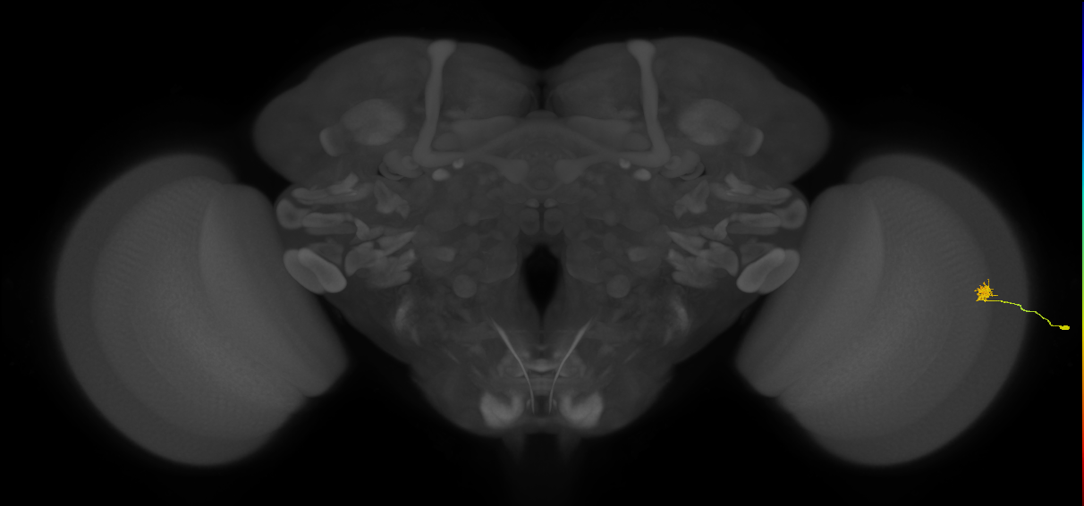 Cm4_R (MaleCNS:149758)