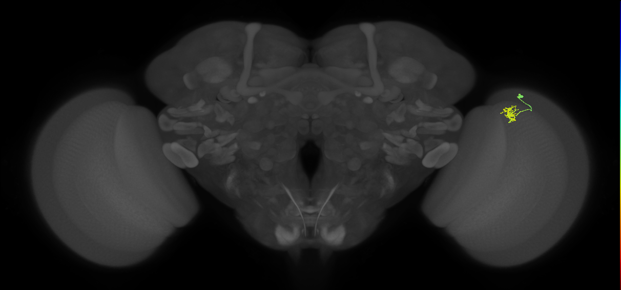 Cm4_R (MaleCNS:127964)