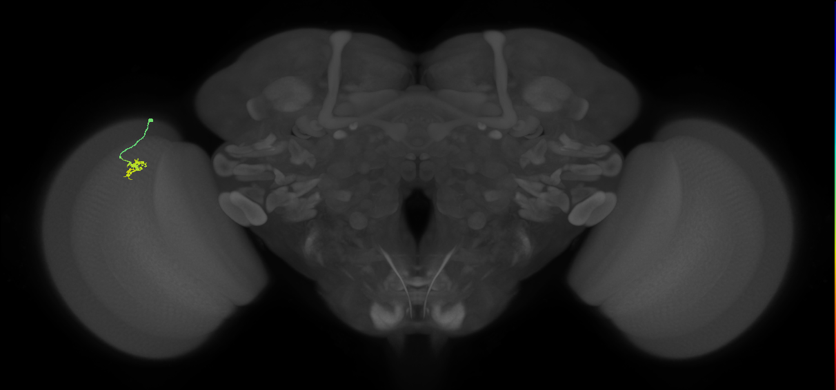 Cm4_L (MaleCNS:210063)