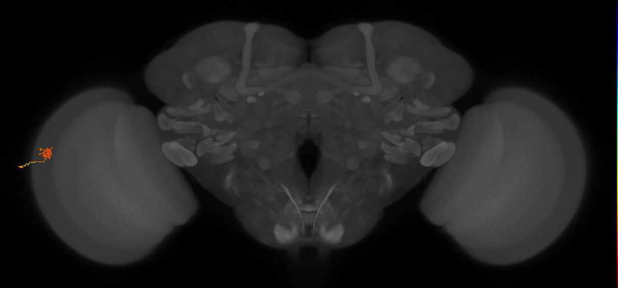 Cm4_L (MaleCNS:147179)