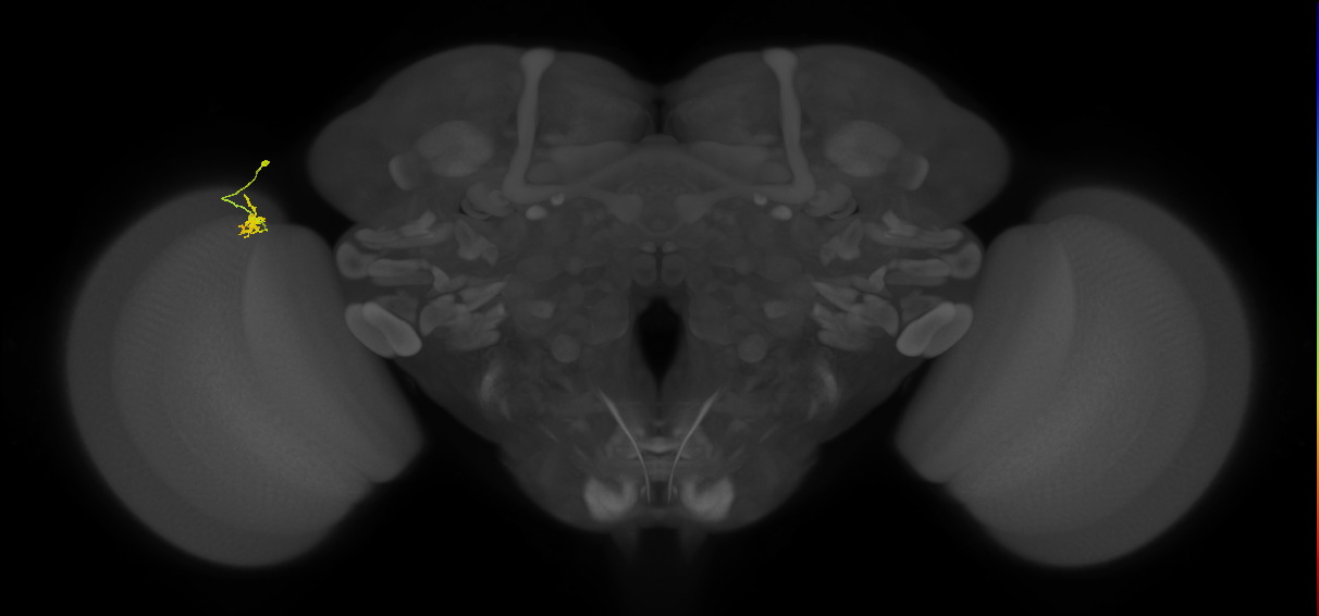 Cm4_L (MaleCNS:206504)