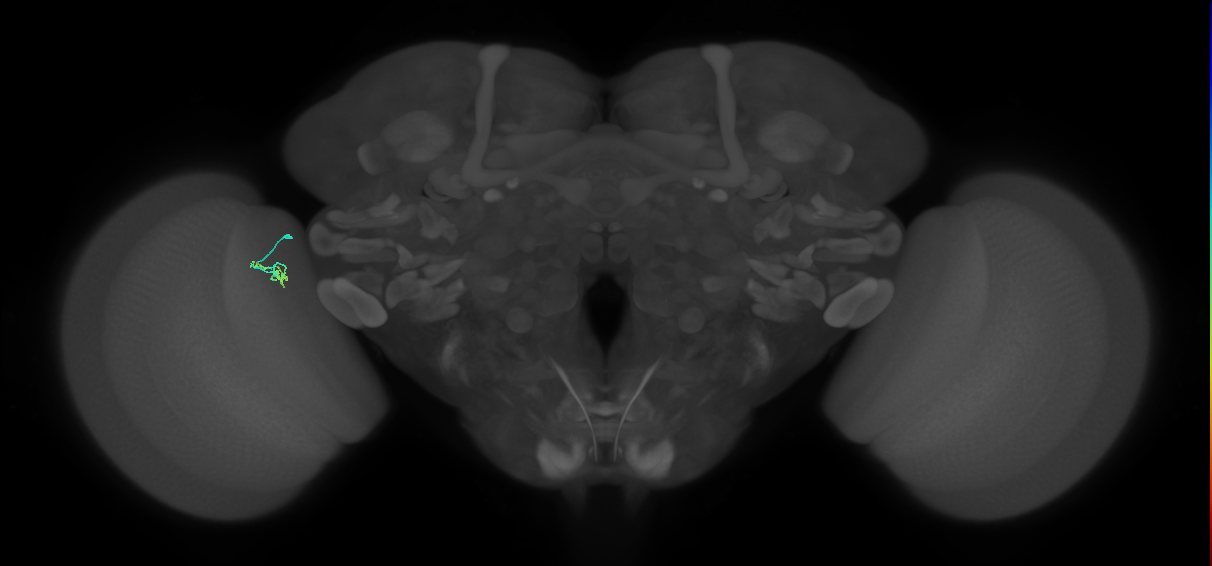 Cm4_L (MaleCNS:195860)