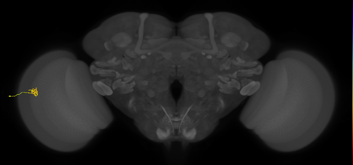 Cm4_L (MaleCNS:193840)