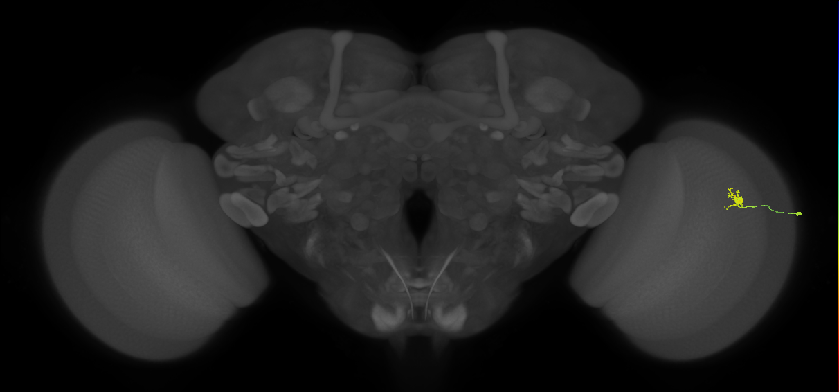 Cm4_R (MaleCNS:142246)