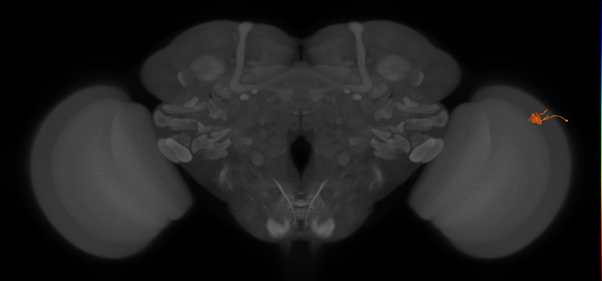 Cm4_R (MaleCNS:154210)