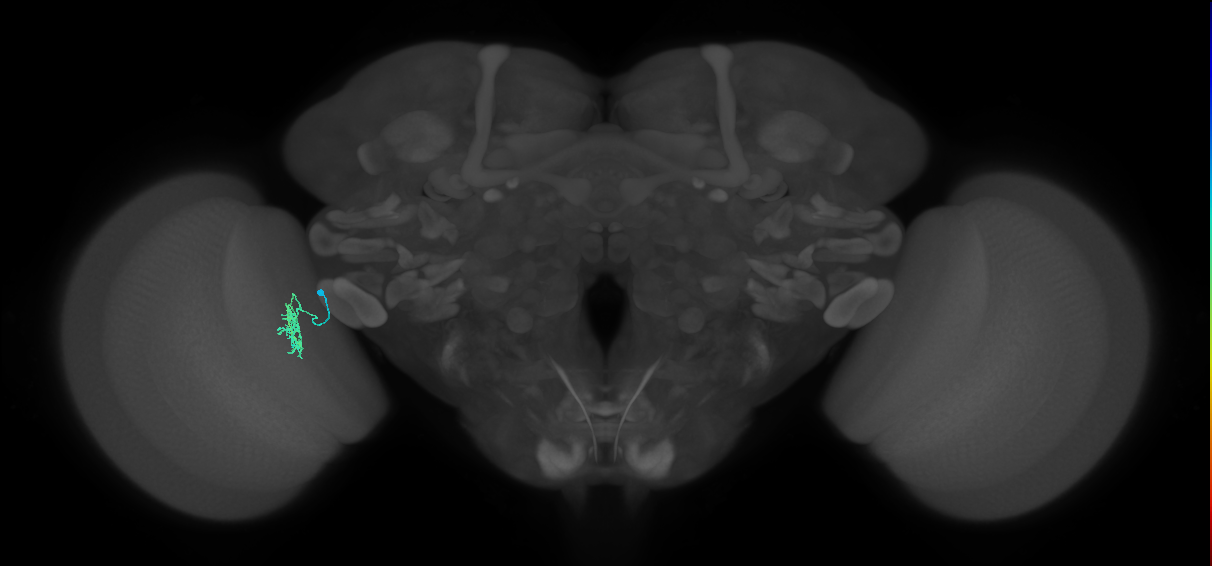 Cm4_L (MaleCNS:186067)