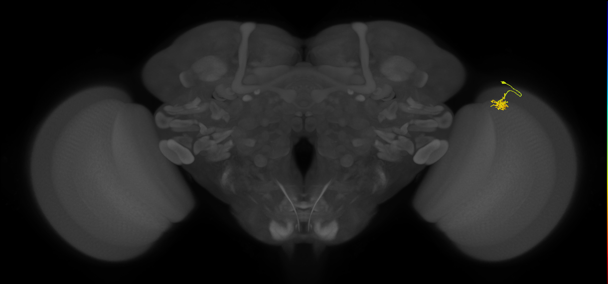 Cm4_R (MaleCNS:143291)