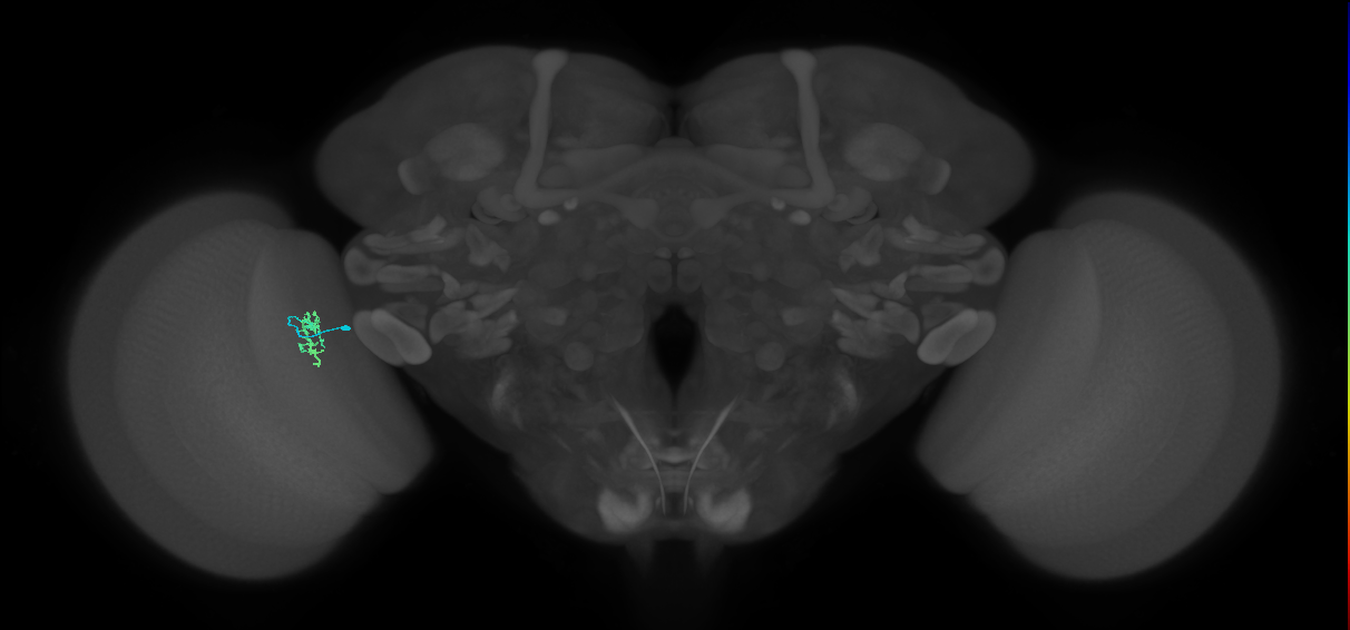 Cm4_L (MaleCNS:143343)